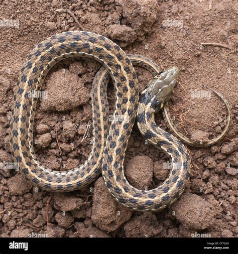 Checkered Garter Snake in plowed field (south Texas Stock Photo - Alamy