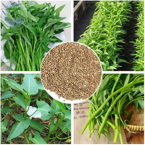 Water Spinach Seeds - Rau Muong - Kangkong, Water Morning Glory Seeds ...