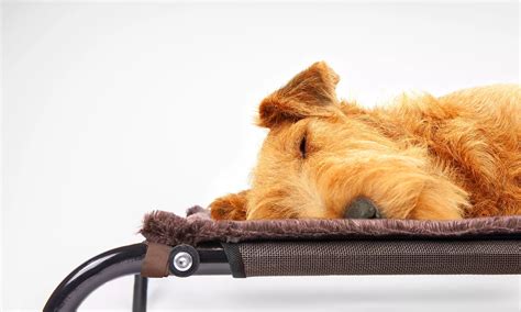 Pet Cot Insulating Blankets | Groupon Goods