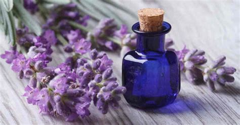 How to Make Lip Balm with Essential Oils at Home (100% Natural) – VedaOils
