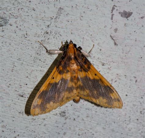 Pachynoa thoosalis | Moths