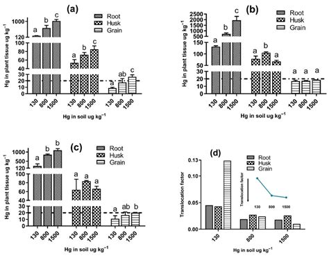 Mercury Accumulation in Commercial Varieties of Oryza sativa L ...