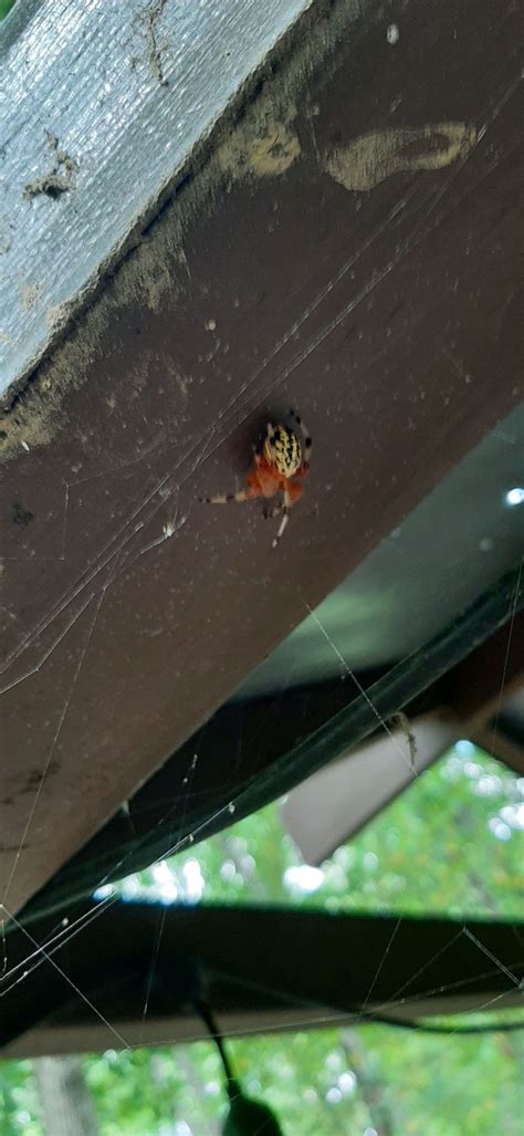 Araneus marmoreus (Marbled Orb-weaver) in Hope , Rhode Island United States