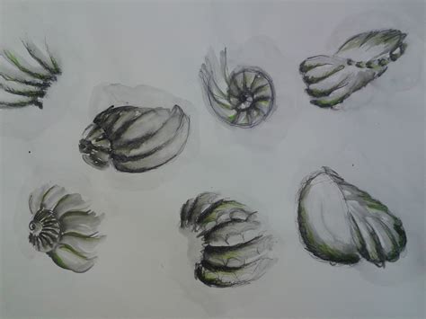 Image result for Pen Shell Drawing