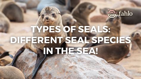 15 Types of Seals: Different Seal Species in the Sea! | Fahlo
