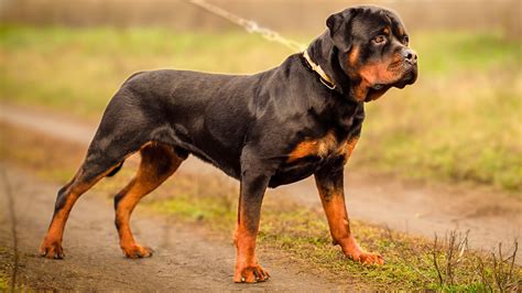 7 Best Guard Dog Breeds For Peaceful Country Living - Ethawi.com