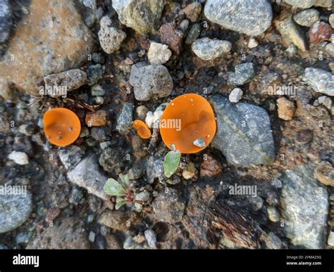 orange peel fungus (Aleuria aurantia Stock Photo - Alamy