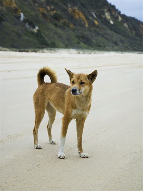 Are Dingoes Protected