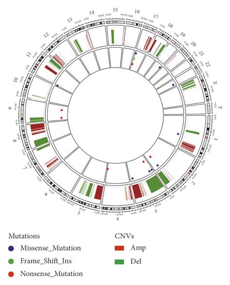 Image result for Formation of Copy Number Variation