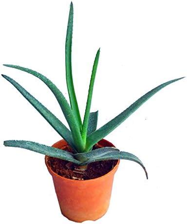 Natural Small Howarthia Longiana Plant - Outdoor/Indoor Oxygen & Air ...