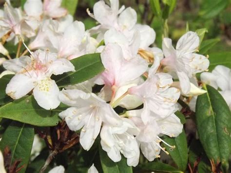 Rhododendron carolinianum var. album - white-flower Carolina ...