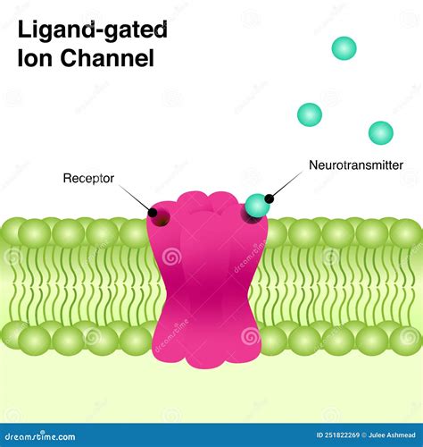 Bilayer Membrane. Polar Hydrophilic Head And Nonpolar Hydrophobic Tail ...