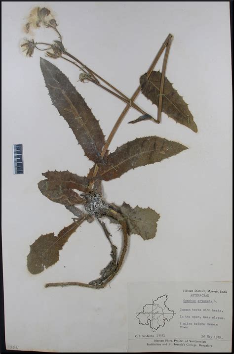 Herbarium JCB