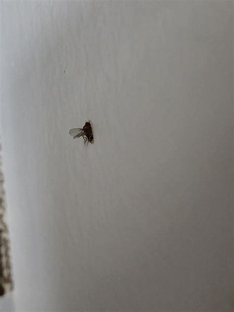 What bugs are these that my tenant has? Acts like a gnat, looks like a flying flee, about 4-6 mm ...