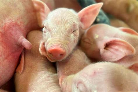 Ferkel, Sauen, Eber: Die bunte Schweinewelt der Bauernhöfe | agrarheute.com