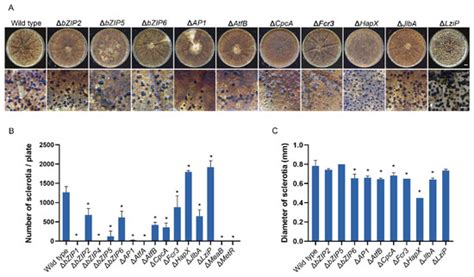 Systematic Characterization of bZIP Transcription Factors Required for ...
