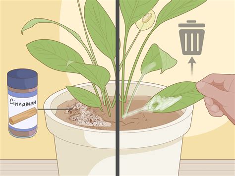 How to Care for Peace Lilies: 15 Steps (with Pictures) - wikiHow