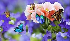 Butterfly Home Screen Nature Wallpaper by 3d Butterfly Live Wallpaper Android Apps On Play Butterfly Home Screen Nature Wallpaper