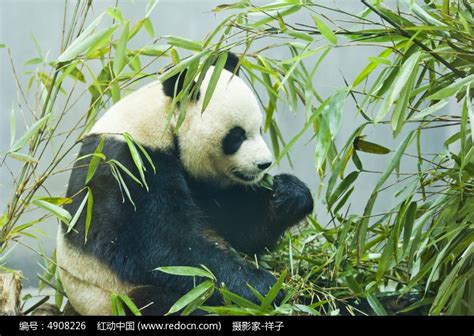 可爱的大熊猫高清图片下载_红动网