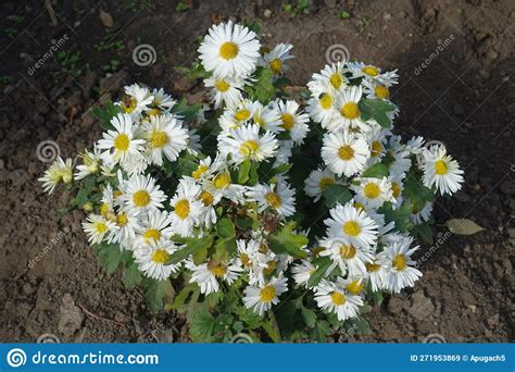 Multiple White Daisy-like Flowers of Chrysanthemums in October Stock ...