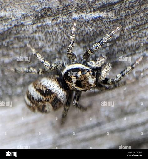 Zebra Jumping Spider (Salticus scenicus Stock Photo - Alamy