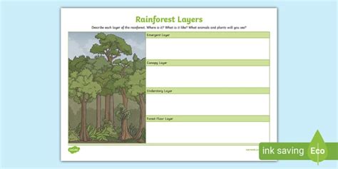 Rainforest Layers Worksheet 的图像结果