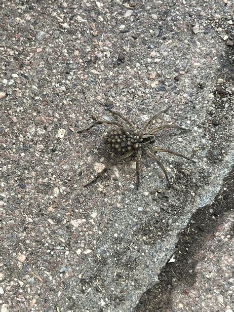 Should I be worried? It has babies on its back : r/spiders
