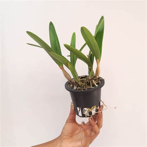 Now Buy exotic rare orchid plants online from anywhere in India ...
