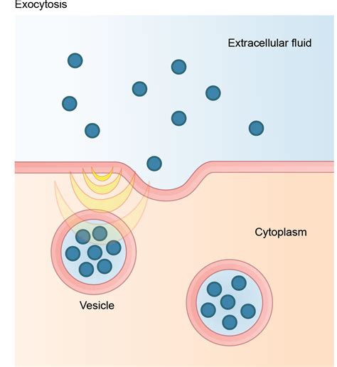 Biology 2e, The Cell, Structure and Function of Plasma Membranes, Bulk ...