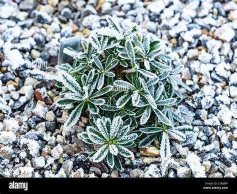Frosted alpines hi-res stock photography and images - Alamy