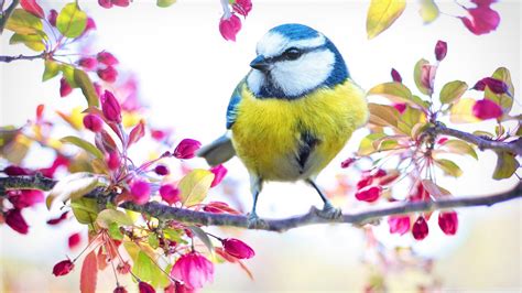 Spring Birds Desktop 的图像结果