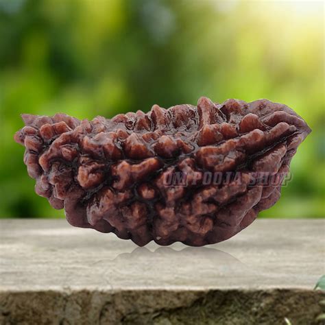 Buy Collector One Mukhi Half Moon Rudraksha online