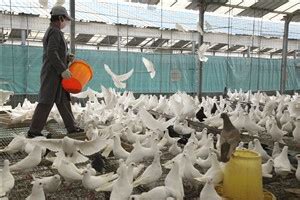 冬至以后，鸽子养殖要调整哪些？_种鸽-肉鸽-天成鸽业养殖基地