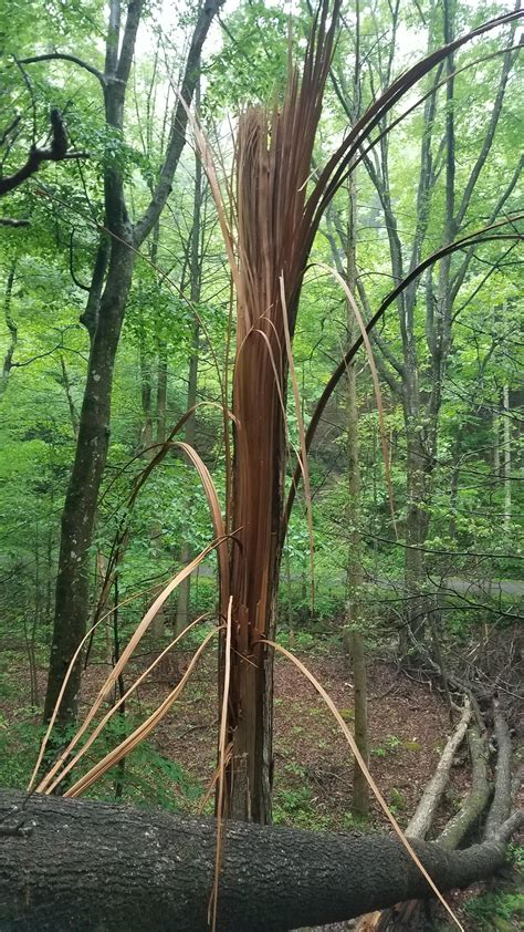 Exploded Tree 的图像结果