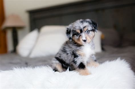 Australian Shepherd Bernese Mountain Dog Mix Breed Information — STOKESHIRE