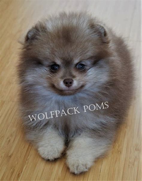 Wolf Sable Pomeranian Puppies