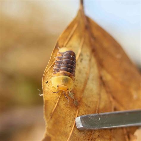 Rubber Ducky Isopods (Cubaris sp.) 6 Count | Cute & Quirky