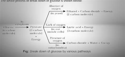 Life Processes | Class 10 Life Process notes | Life processes class 10 ...