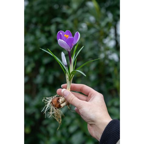 Rezultat imagine pentru Crocus Planting Guide