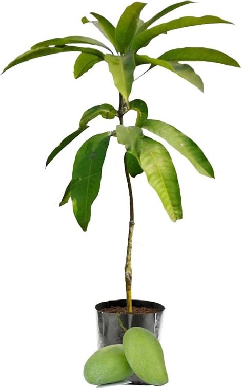 Original All-Time Katimon/Catimon Mango Plant (Grafted) – Four Times ...