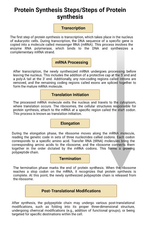 Image result for Protein Synthesis Process Steps