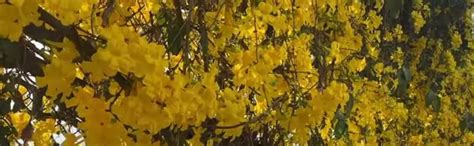 Wynorg Cat's Claw Creeper Plant - Beautiful Wall Creeper with Yellow ...