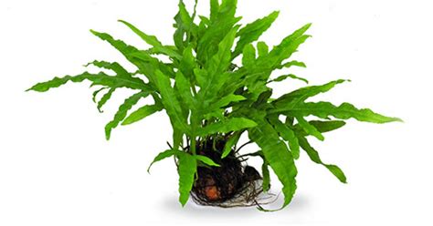 Buy Java Fern Trident on Rock | Live Aquarium Plant - AQUAstore