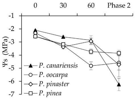 The Effect of Hot Wind on Needle and Stem Water Status: Response ...