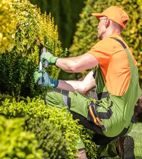 Tree Pruning Near Me 的图像结果