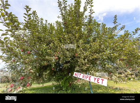 Image result for Small Apple Tree Farm