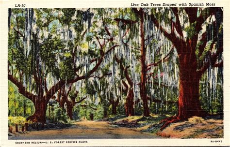 Swamp Moss 的图像结果