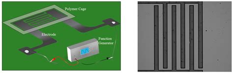 Step-Wise Deposition Process for Dielectrophoretic Formation of ...