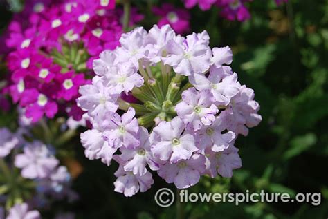 Flowers - V , Verbena , Viburnum , vigna unguiculata, Vitex negundo ...