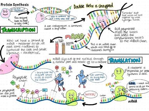 Image result for Protein Synthesis Process Steps